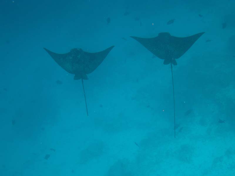 MaledivenFihalhohi0350FederschwanzStechrochen